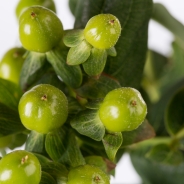 Hypericum x inodorum