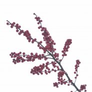 Ilex Verticillata
