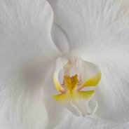 Snij-Phalaenopsis