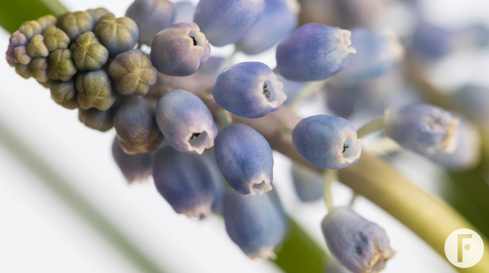 Muscari botryoides