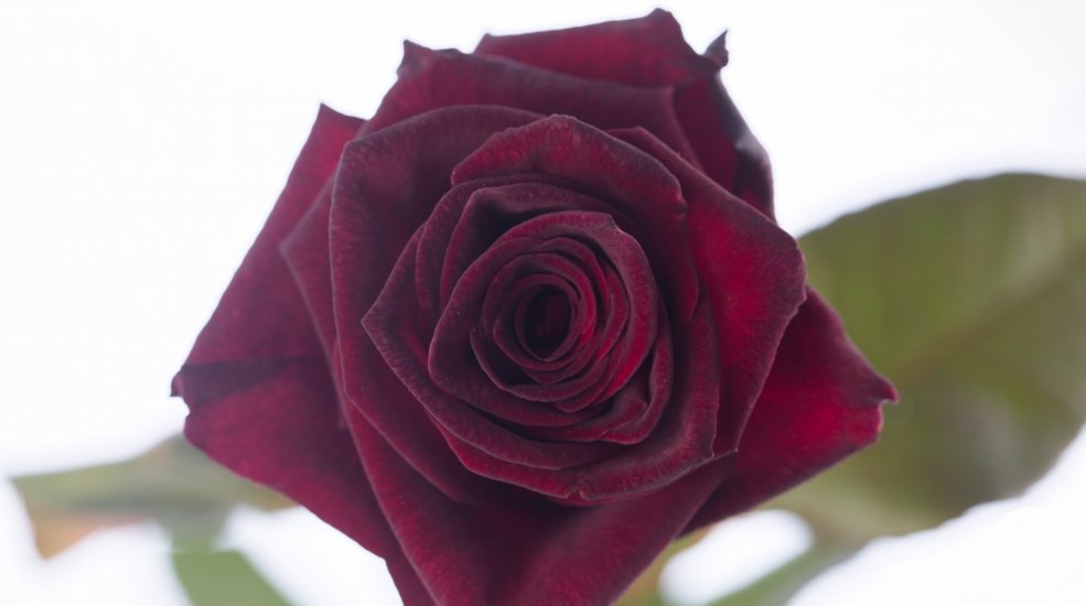Black Baccara