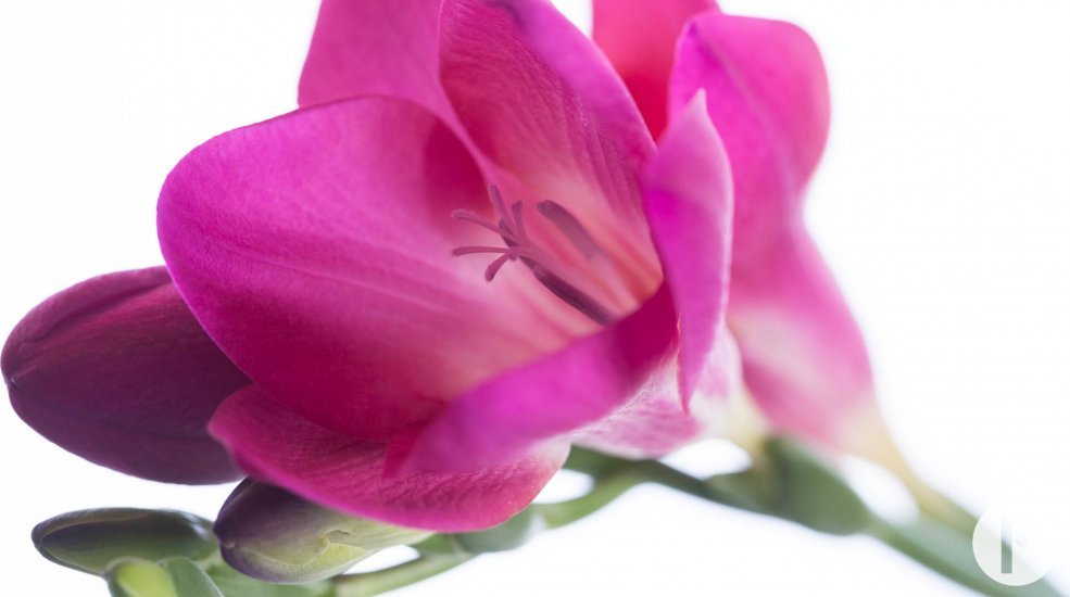 Pink Passion