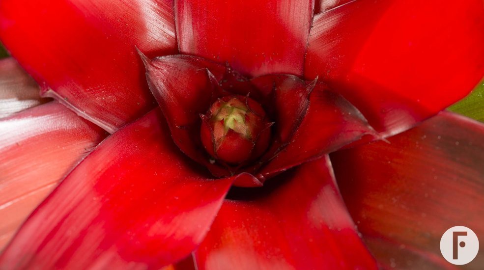 Neoregelia