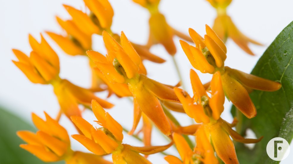 Asclepias tuberosa