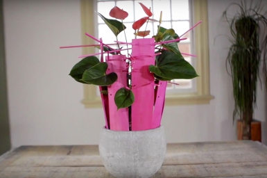 Felroze Anthurium Design