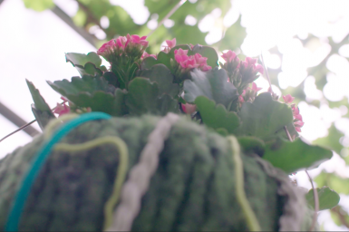 Kalanchoë in hangpot