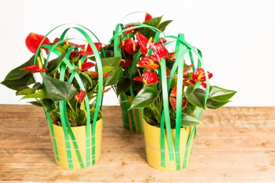 Leuk arrangement met Anthurium planten