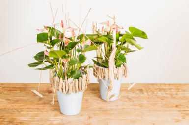 Tof ontwerp met Anthurium planten