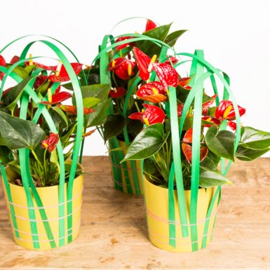 Leuk arrangement met Anthurium planten
