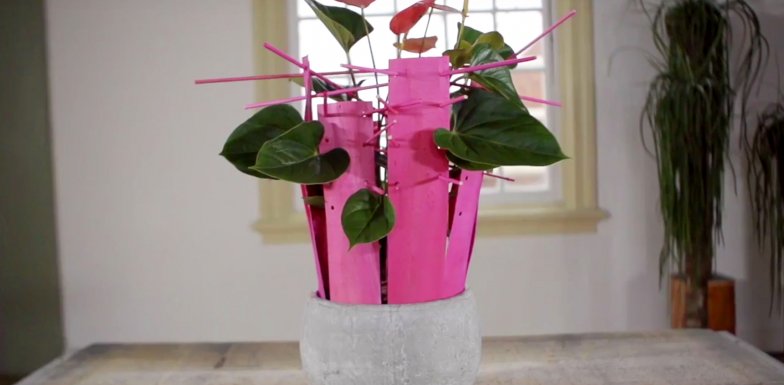 Felroze Anthurium Design