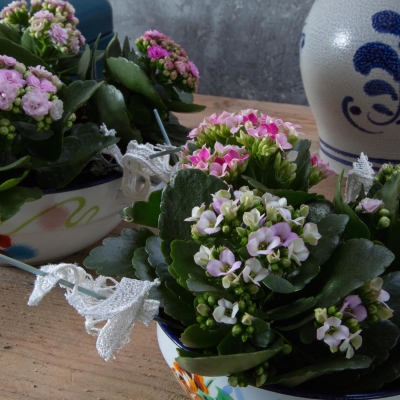Kalanchoë in schalen