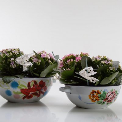 Lieflijk Kalanchoë duo in schaaltjes