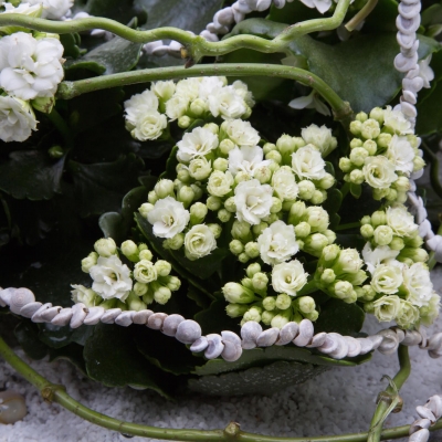 Wit Kalanchoë object 
