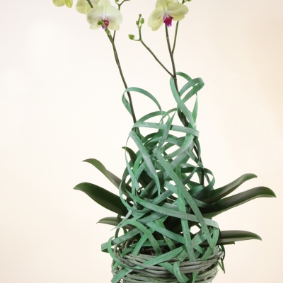 Mooi object met vlinderorchidee