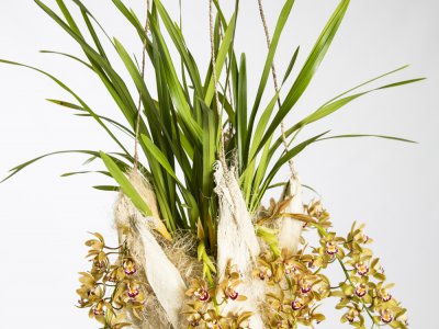 Hangende cascade Cymbidium
