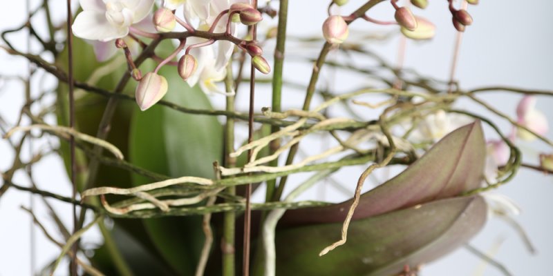 Orchidee, de koningin van de planten