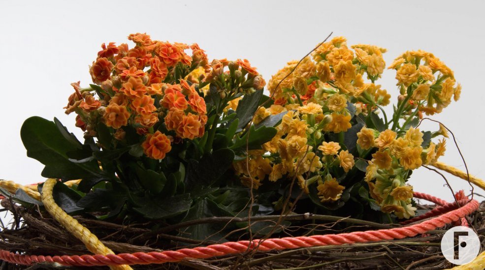 Kalanchoe plant arrangement close