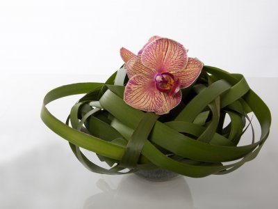 Design met een enkele Phalaenopsis 