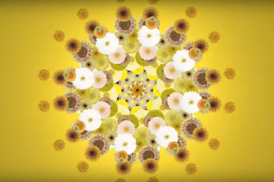 Gerbera zomer selectie