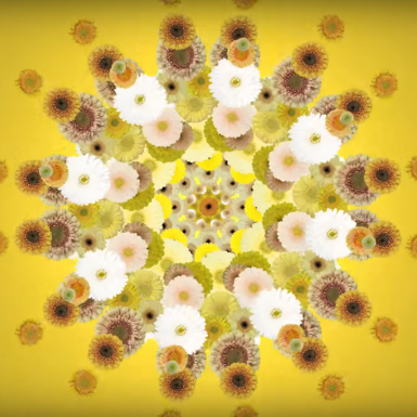 Gerbera zomer selectie