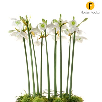 De koningin van de Amazone