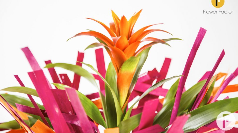 Bromelia zomer