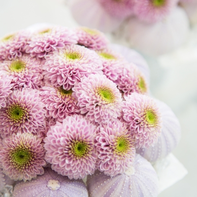 Winterse boeketjes met chrysanten 'Doria Pink' - close