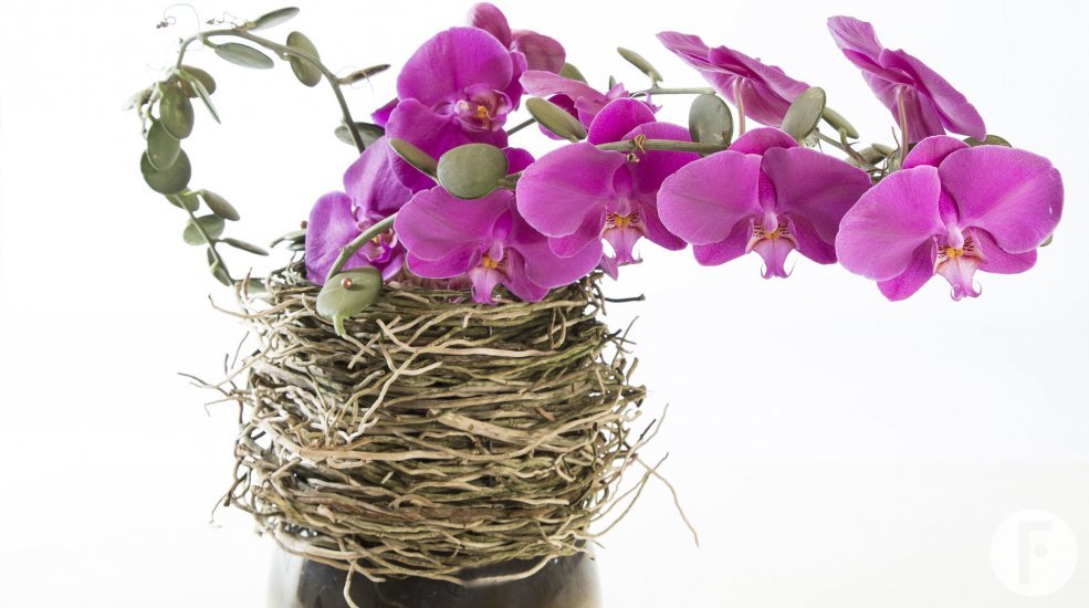 ICHTUS orchidee 7