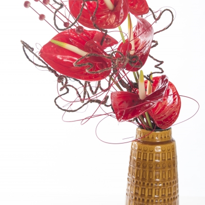 Hartvormige Anthurium