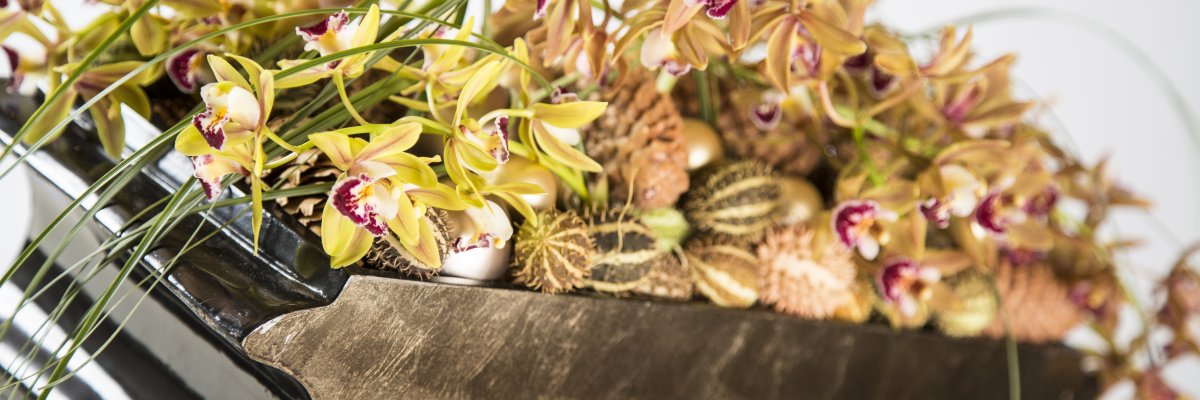 LZ Cymbidium - luxurious Christmas