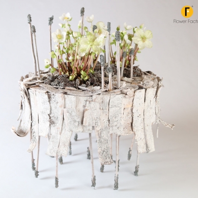 Helleborus staat ook bekend als kerstroos