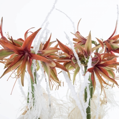 Amaryllis Winter Boeket - FleuraMetz