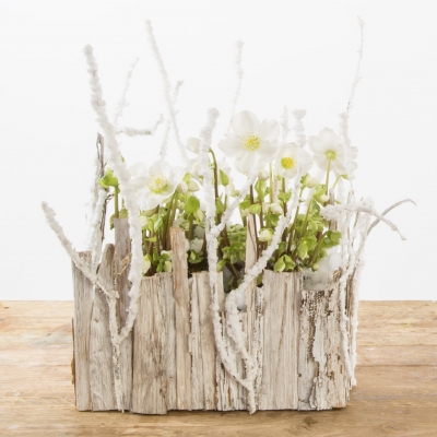 Winterarrangement met Helleborus 'Verboom Beauty'
