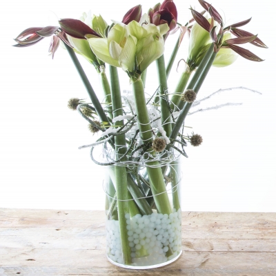 Amaryllis design - FleuraMetz