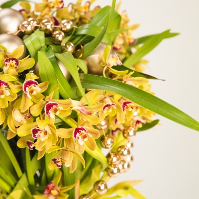 LZ Cymbidium plants for Christmas