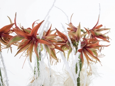 Amaryllis Winter Boeket - FleuraMetz