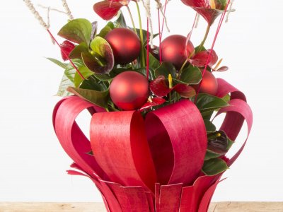 Anthurium plant Kerstarrangement - FuertaPlanta