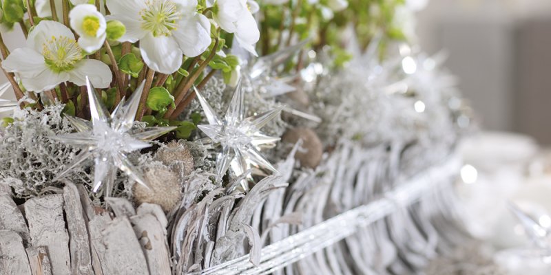 Kerst schoonheid met Helleborus