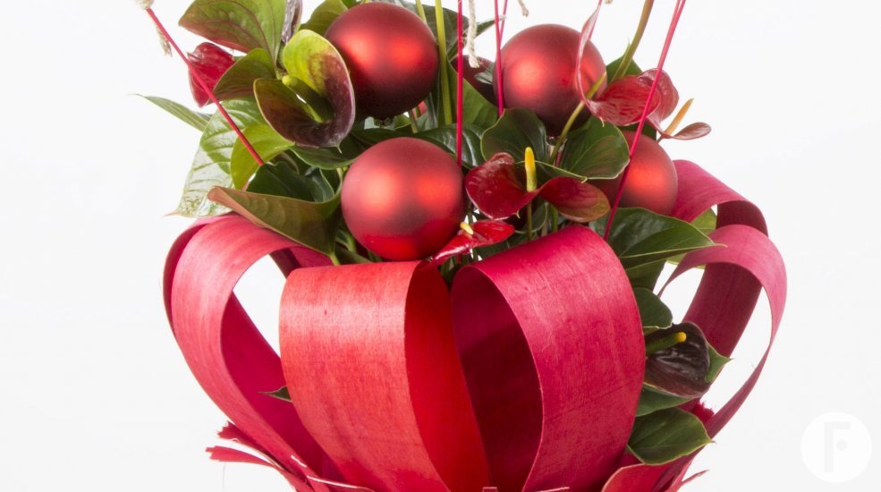 Anthurium plant FuertaPlanta kerst