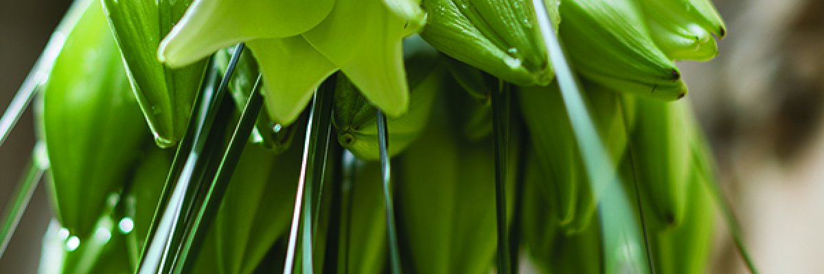 Design van pure eenvoud