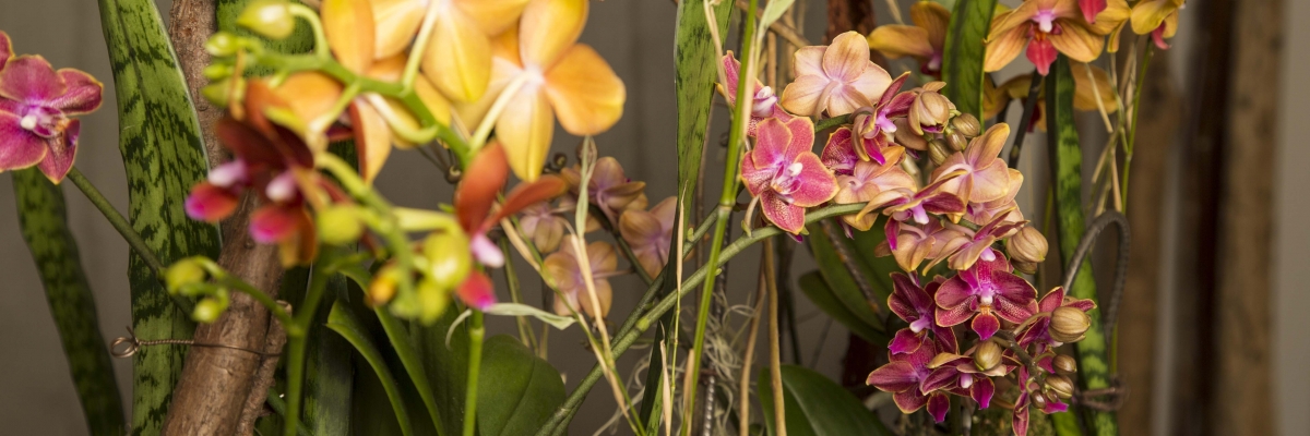 Secret Orchid Garden van Klaus Wagener - close up