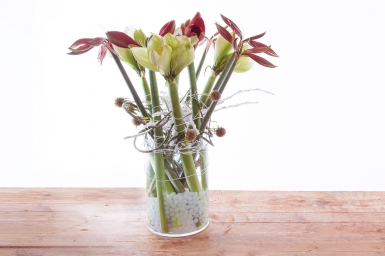 Amaryllis ontwerp