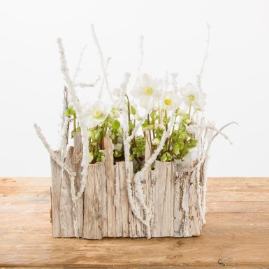 Winter wonderland met Helleborus