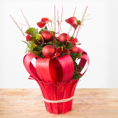 Anthurium plant for Christmas