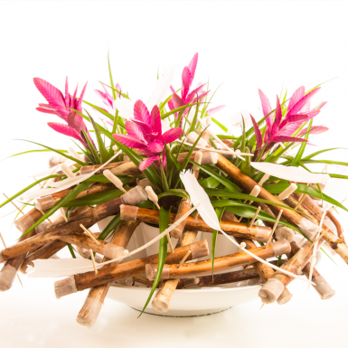 Pink Tillandsia Design