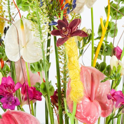 Bright and colorful Anthurium design