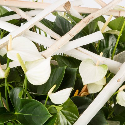 Een schaal vol Adios White - close up