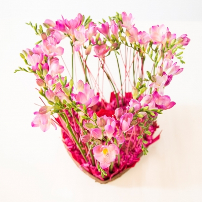 Freesia Hart