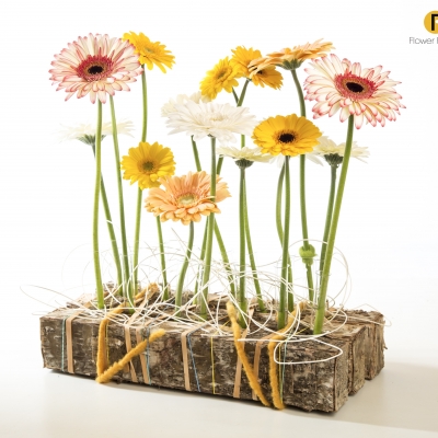Gerbera compositie