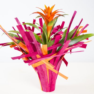 Zonnig Bromelia design